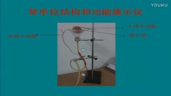 肾单位视频