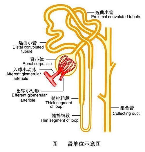 肾单位视频
