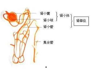 肾单位视频
