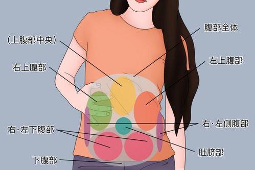 肠鸣音听诊视频,直观解析肠道健康的声音信号