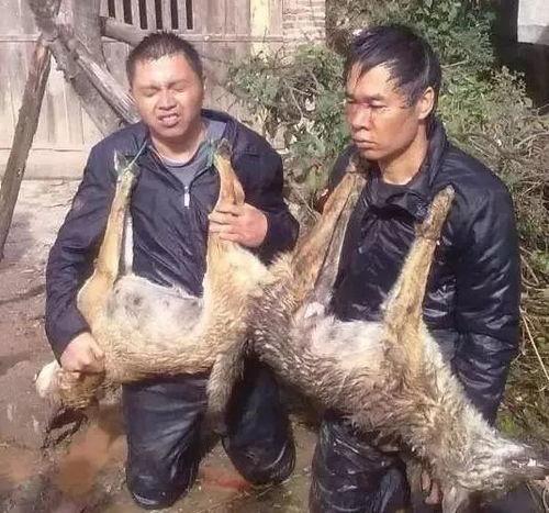 偷狗贼被打的下场视频,现场视频曝光引众怒