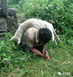 偷狗贼被打的下场视频,现场视频曝光引众怒
