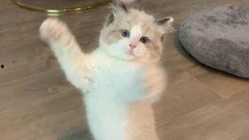狸花猫视频,视频记录温馨日常