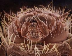 牛身上寄生虫视频,揭秘养殖场寄生虫防治之道