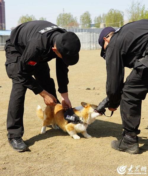 警犬训练视频,从基础到实战的蜕变之旅