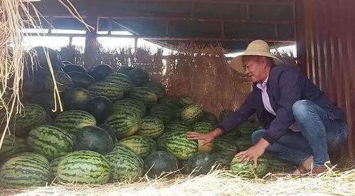瓜农今日吃瓜在哪里,探寻瓜农的休闲时光