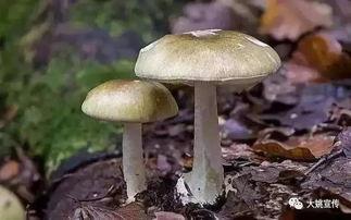 蘑菇视频爆料吃瓜51,吃瓜51背后的惊人真相
