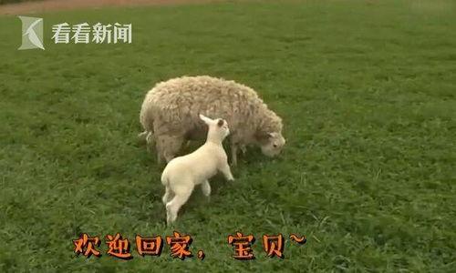 小羊视频,趣味互动，寓教于乐的童年陪伴