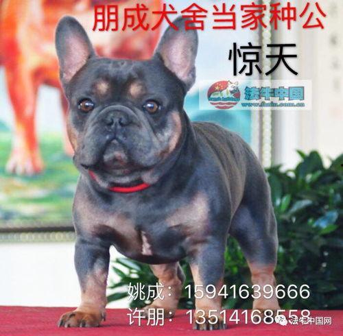 牛配种视频,揭秘牲畜繁育的神奇过程