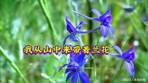 兰花草视频,探寻自然之美与生命力的赞歌
