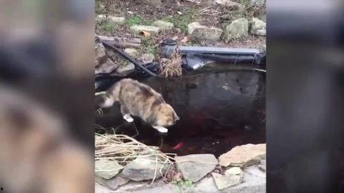 猫抓鱼视频,揭秘猫咪捕猎技巧与趣味瞬间