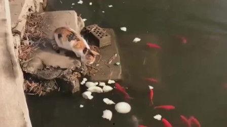 猫抓鱼视频,揭秘猫咪捕猎技巧与趣味瞬间