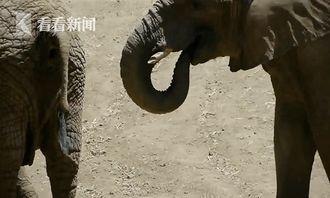 大象拉屎视频,揭秘动物界的“环保行动”