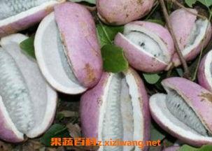 八月瓜可以吃黑籽吗视频,安全与营养双重保障