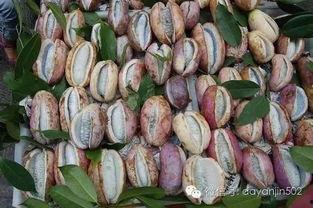 八月瓜可以吃黑籽吗视频,安全与营养双重保障