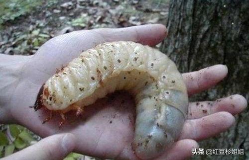 活人身上长满虫子视频,活人身上虫子肆虐，生存极限挑战！