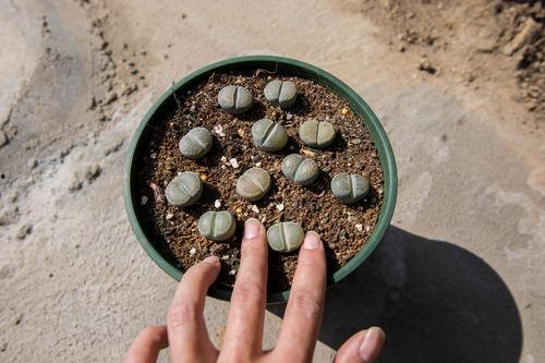 生石花播种视频,从种子到绽放