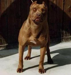 比特犬打斗视频,残酷的街头对决现场直击