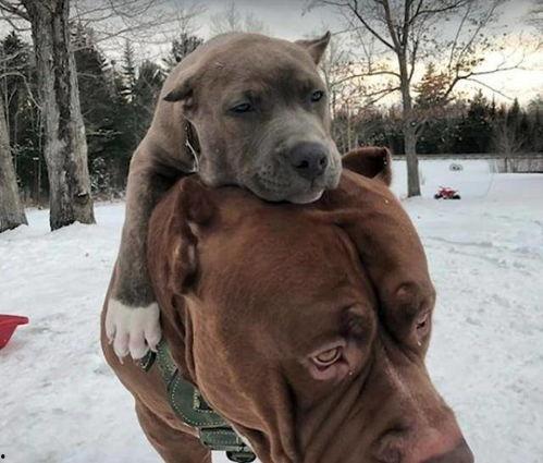 比特犬打斗视频,残酷的街头对决现场直击