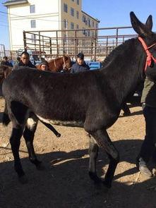 驴与驴交配视频,罕见驴与驴交配瞬间