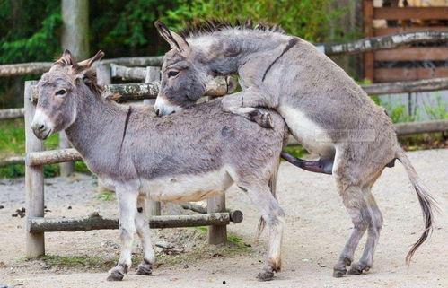 驴与驴交配视频,罕见驴与驴交配瞬间