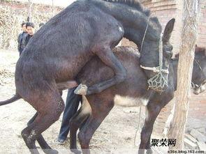 驴与驴交配视频,罕见驴与驴交配瞬间