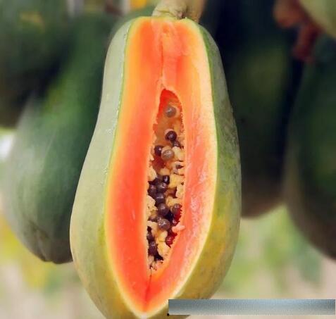 海南小瓜今日价格,新鲜直供，实惠之选