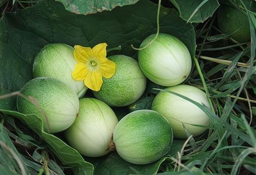 海南小瓜今日价格,新鲜直供，实惠之选