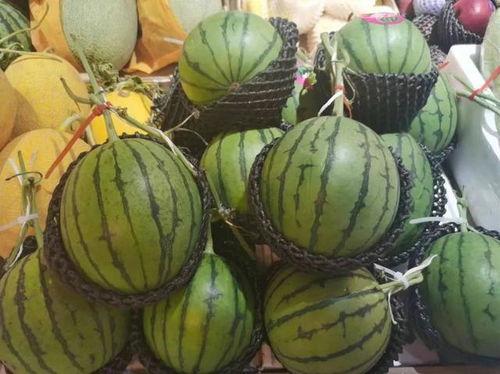 海南小瓜今日价格,新鲜直供，实惠之选