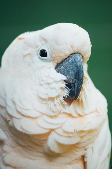 每日黑瓜吃料下载,揭秘热门话题背后的真相