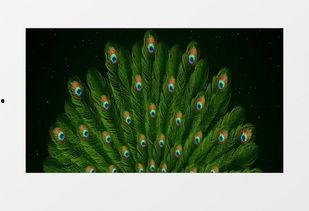 蓝孔雀开屏的视频,绚烂瞬间，自然之美尽显