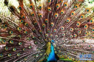 蓝孔雀开屏的视频,绚烂瞬间，自然之美尽显