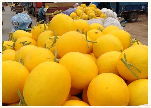 甘肃蜜瓜今日行情,甜蜜丰收，价格稳中有升