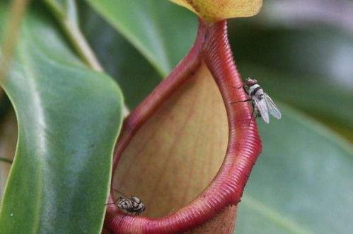猪笼草吃虫子视频,见证植物界的“捕虫盛宴”