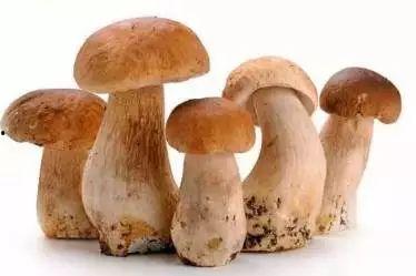 黑蘑菇和生瓜一起吃,探寻未知美食之旅