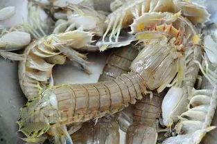 皮皮虾在线视频,趣味横生的短视频盛宴