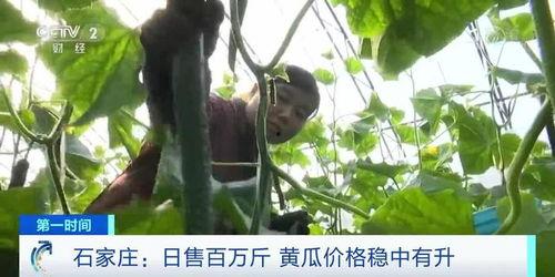 石家庄今日瓜价,夏日消暑佳品价格行情一览