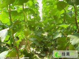 石家庄今日瓜价,夏日消暑佳品价格行情一览