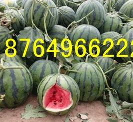 石家庄今日瓜价,夏日消暑佳品价格行情一览