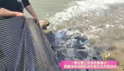 放生视频,人与自然和谐共生的美好瞬间