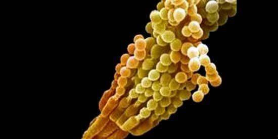 细菌视频,细菌视频揭示生命奥秘