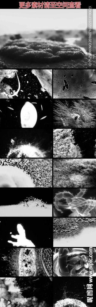 细菌视频,细菌视频揭示生命奥秘