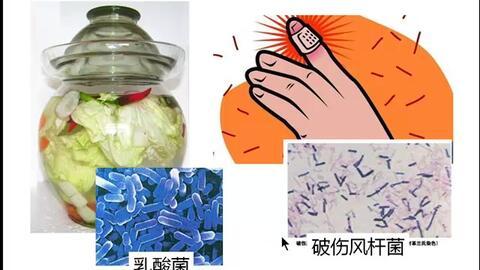 细菌视频,细菌视频揭示生命奥秘