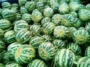 瓜娃今日吃瓜,揭秘娱乐圈最新热点事件