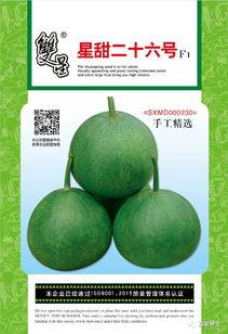 大棚甜瓜整枝技术视频,大棚甜瓜高效整枝技术要点解析