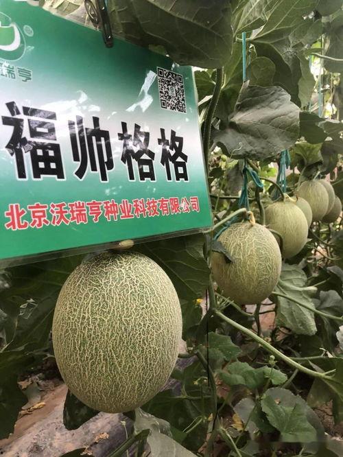 大棚甜瓜整枝技术视频,大棚甜瓜高效整枝技术要点解析