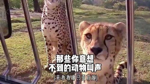 动物叫声大全视频,揭秘大自然中的声音密码