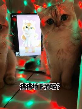 喵咪视频,萌宠日常，温馨瞬间大盘点