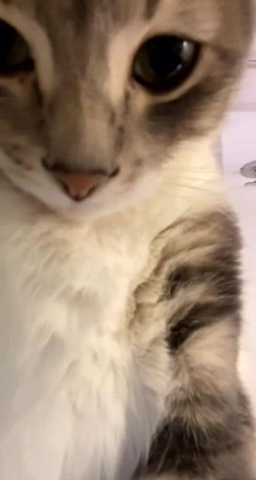 喵咪视频,萌宠日常，温馨瞬间大盘点