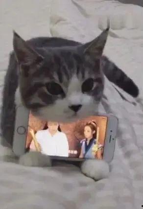 喵咪视频,萌宠日常，温馨瞬间大盘点